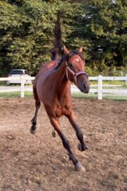 ⑰ユメ(2口)　山武