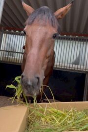 ⑱あゆみ(1口)　山武