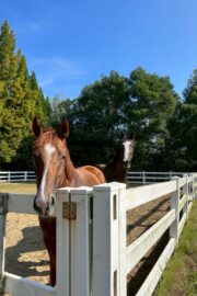 ㉜ククナ(8口)　四木