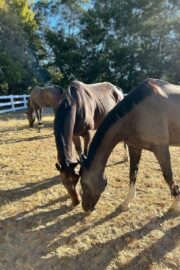 ㉔ヒナタ(8口)　山武