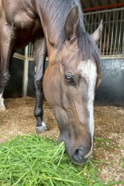 ①パヴォーネ(2口)　山武