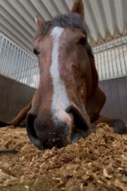 ㉑サニー(7口)　山武