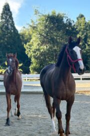 ㉝ マリア (8口)　四木