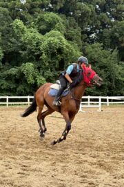 ⑰ユメ(2口)　山武