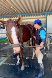 ②ハル(2口)　山武