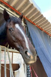 ⑤ハオ(1口)　山武