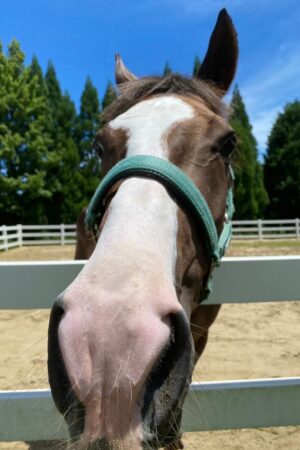 ⑥ノア(2口)　山武