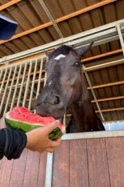 ⑧ピノ(8口)　山武