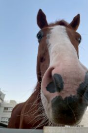 ②ハル(2口)　山武