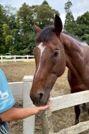 ④ケン(4口)　山武