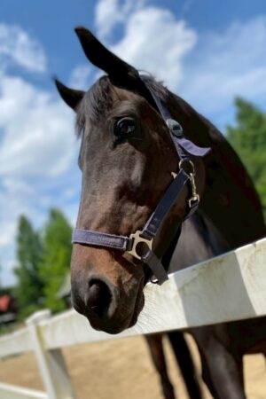 ㉒こころ号(8口)　山武