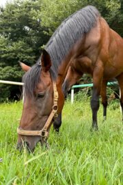 ブライト(オーナー決定)