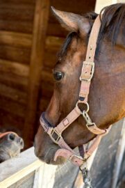 ㉗チャコ(8口)　大阪
