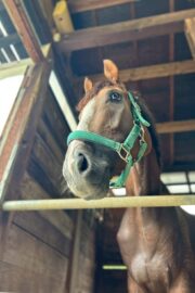 ㉚アイリス(8口)　大阪