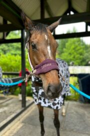 ㉔ヒナタ(8口)　山武