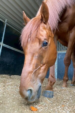 テラ(オーナー決定)