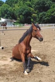 ㉑サニー(7口)　山武