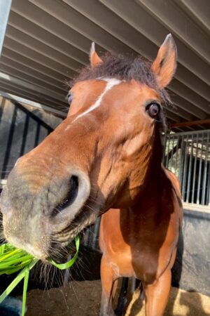 ④ケン(4口)　山武