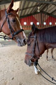 ㉖永遠(とわ)(8口)　大阪