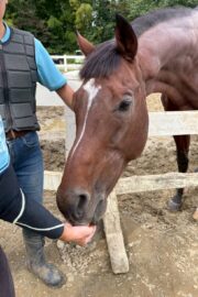 ④ケン(4口)　山武