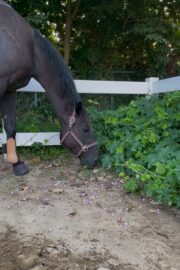 ⓪マッシュ(1口)山武