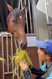 ⑰ユメ(2口)　山武