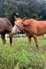 ㉜ククナ(8口)　四木