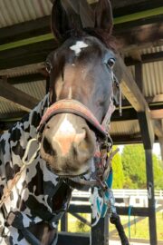 ㊱イメル（10口） 四木