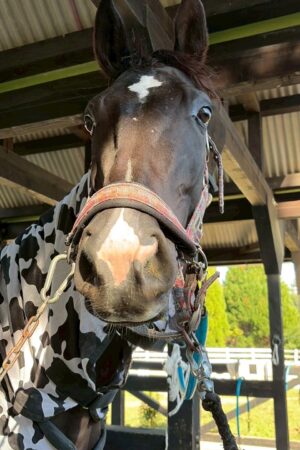 ㊱イメル（10口） 四木