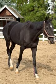 ㊱イメル（10口） 四木