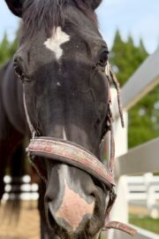 ㊱イメル（10口） 四木