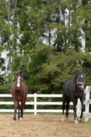 ㊱イメル（10口） 四木