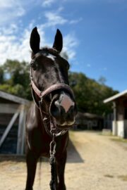 ㊱イメル（10口） 四木