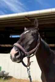 ㊱イメル（10口） 四木