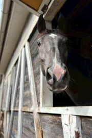 ㊱イメル（10口） 四木