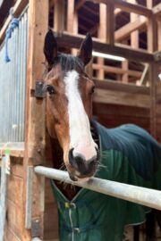 ㊲カエデ（10口）　大阪