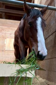 ㊲カエデ（10口）　大阪