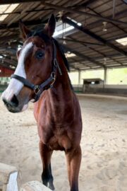 ㊲カエデ（10口）　大阪