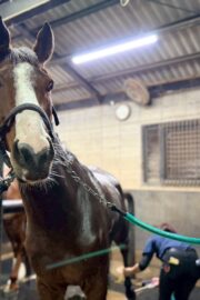 ㊲カエデ（10口）　大阪