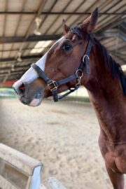 ㊲カエデ（10口）　大阪