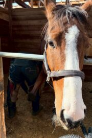 ㊲カエデ（10口）　大阪