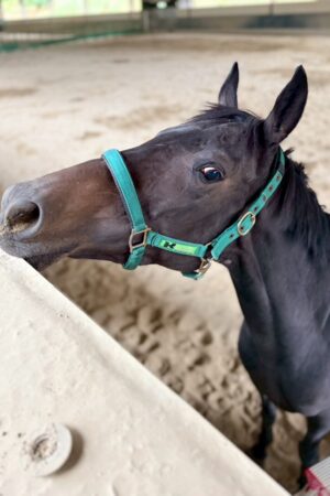 ㊳ホープ（7.5口）四木