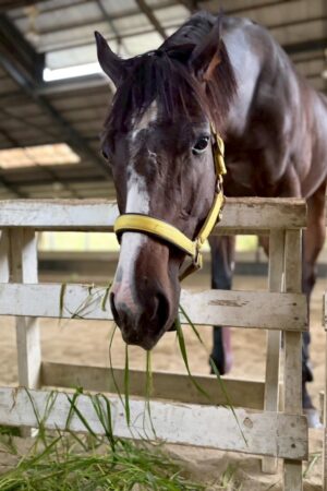 ㊴大地(7口)　四木