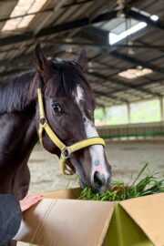 ㊴大地(7口)　四木