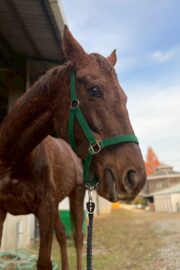 ㊵アルコンシエル（7口）四木