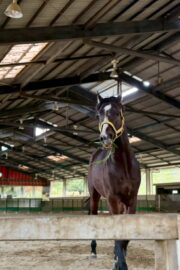 ㊴大地(7口)　四木