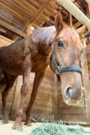 ㊵アルコンシエル（7口）四木