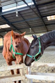 ㊵アルコンシエル（7口）四木