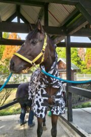 ㊴大地(7口)　四木