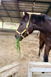 ㊴大地(7口)　四木